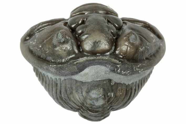 Wide Enrolled Flexicalymene Trilobite - Mt Orab, Ohio #358082